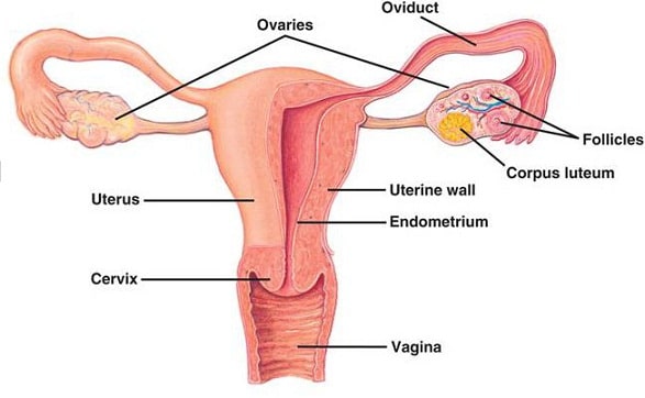 ovarian cyst medical treatment